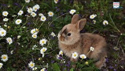 Vorschau: fruehling ostern 2